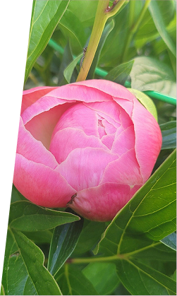 Decorative image
