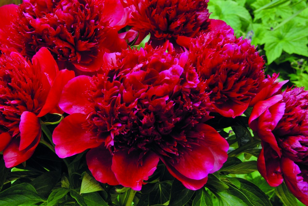 Red Magic