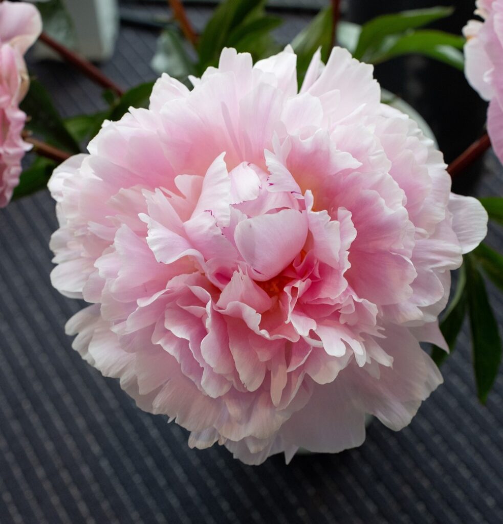 Reine Hortense