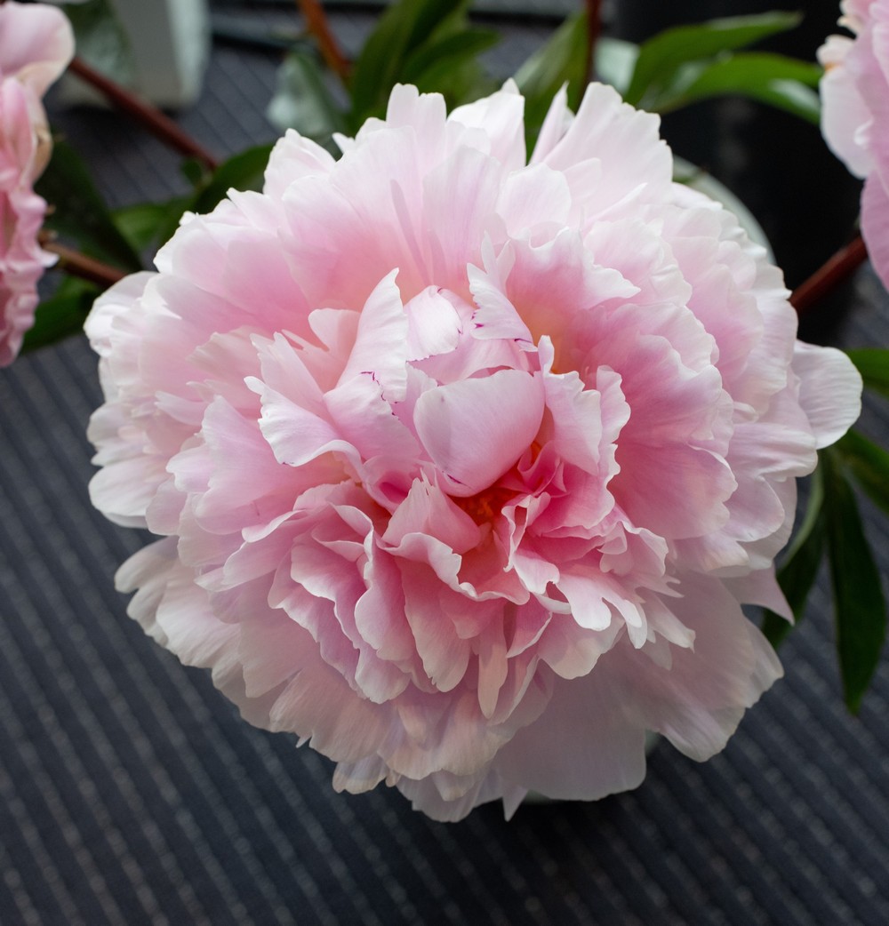 Reine Hortense
