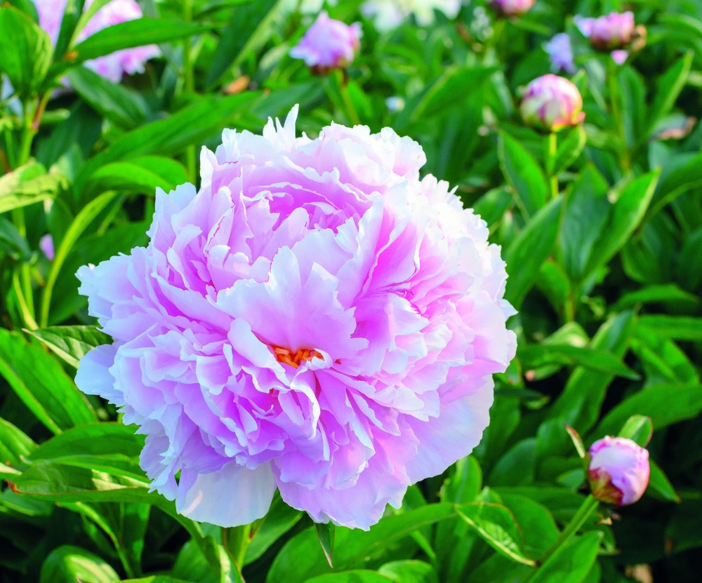 Sarah Bernhardt Select